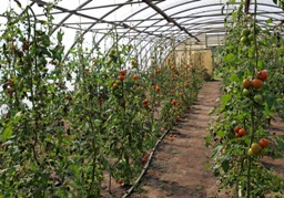 Abbildung: Tomatenanbau